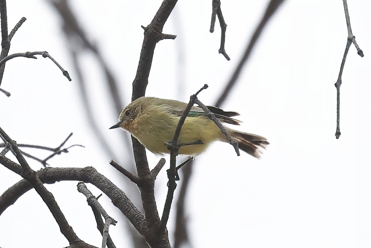 Yellow Thornbill - ML623516240