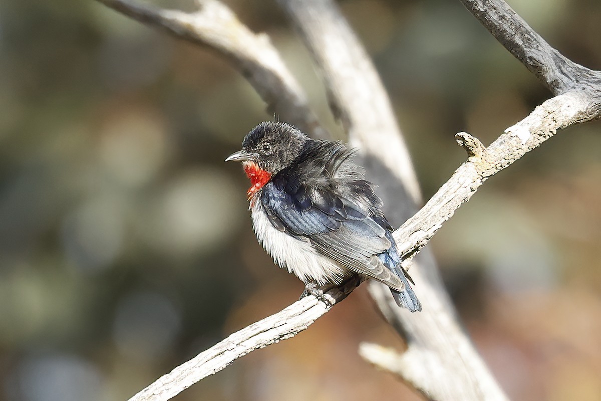 Mistletoebird - ML623516264