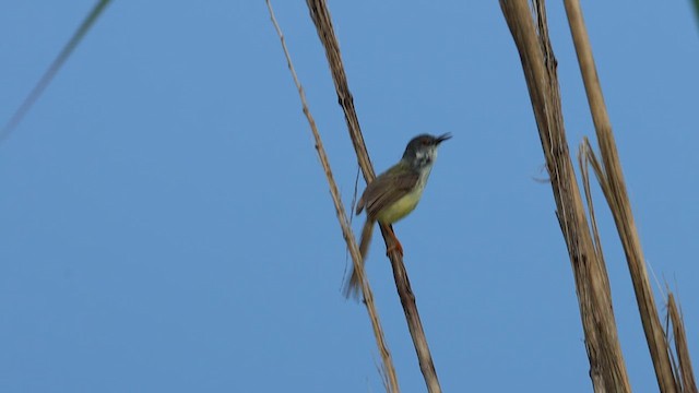 Yellow-bellied Prinia - ML623516309