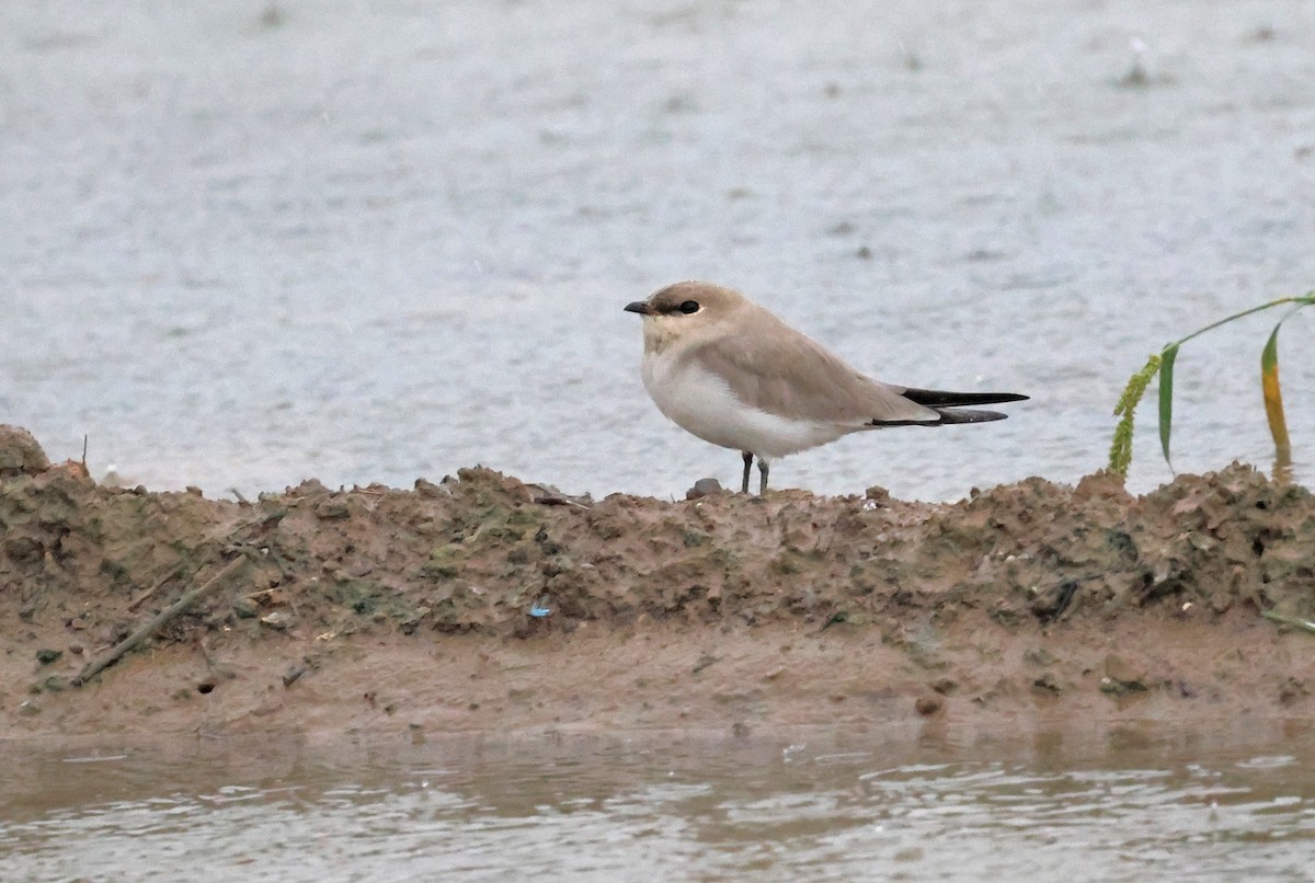 Small Pratincole - PANKAJ GUPTA