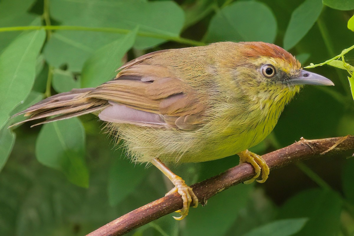 Pin-striped Tit-Babbler (Pin-striped) - ML623516407