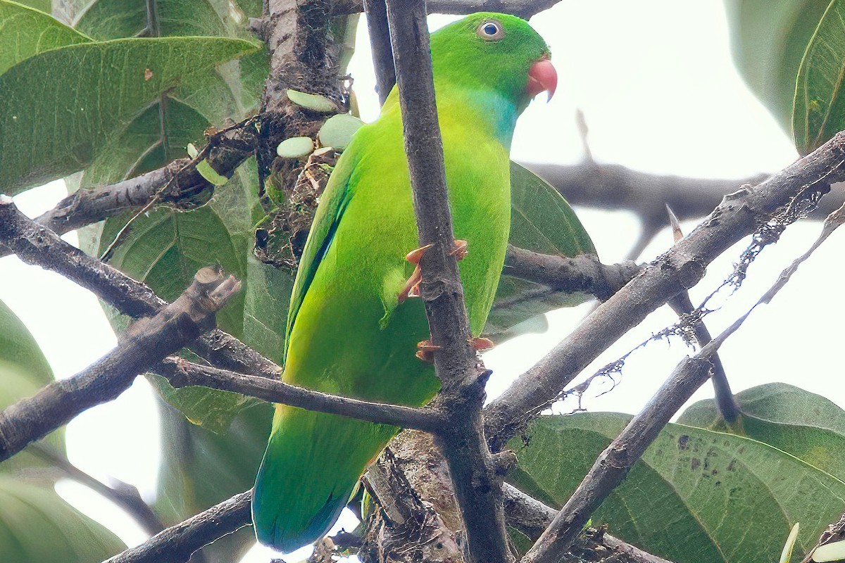 Vernal Hanging-Parrot - ML623516419