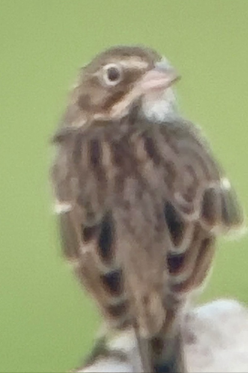 Vesper Sparrow - ML623516445