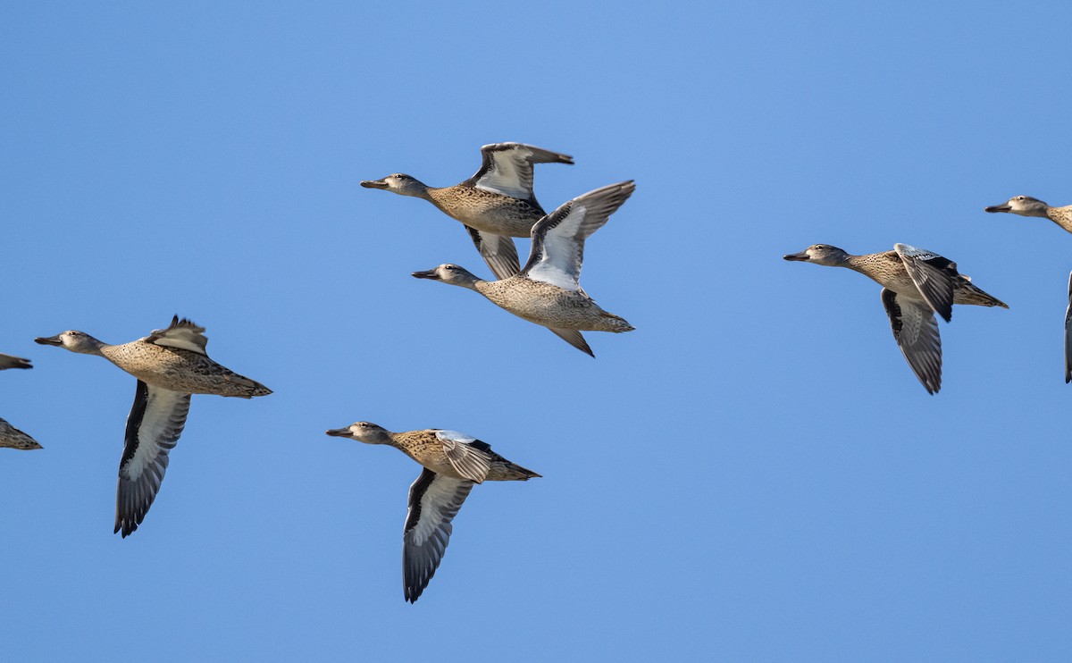 Blue-winged Teal - ML623516493