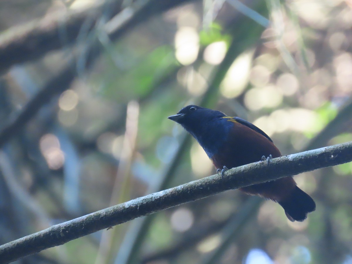 Chestnut-bellied Euphonia - ML623516501