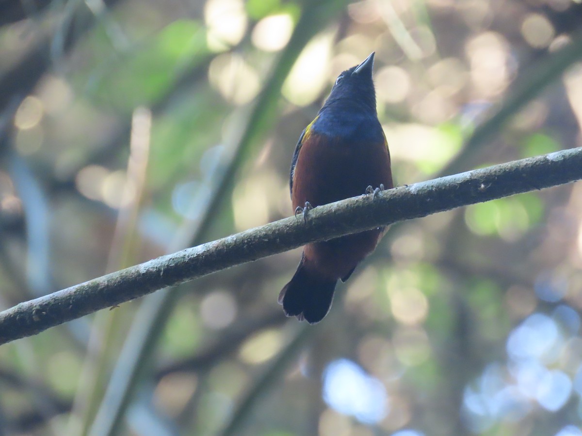 Chestnut-bellied Euphonia - ML623516502