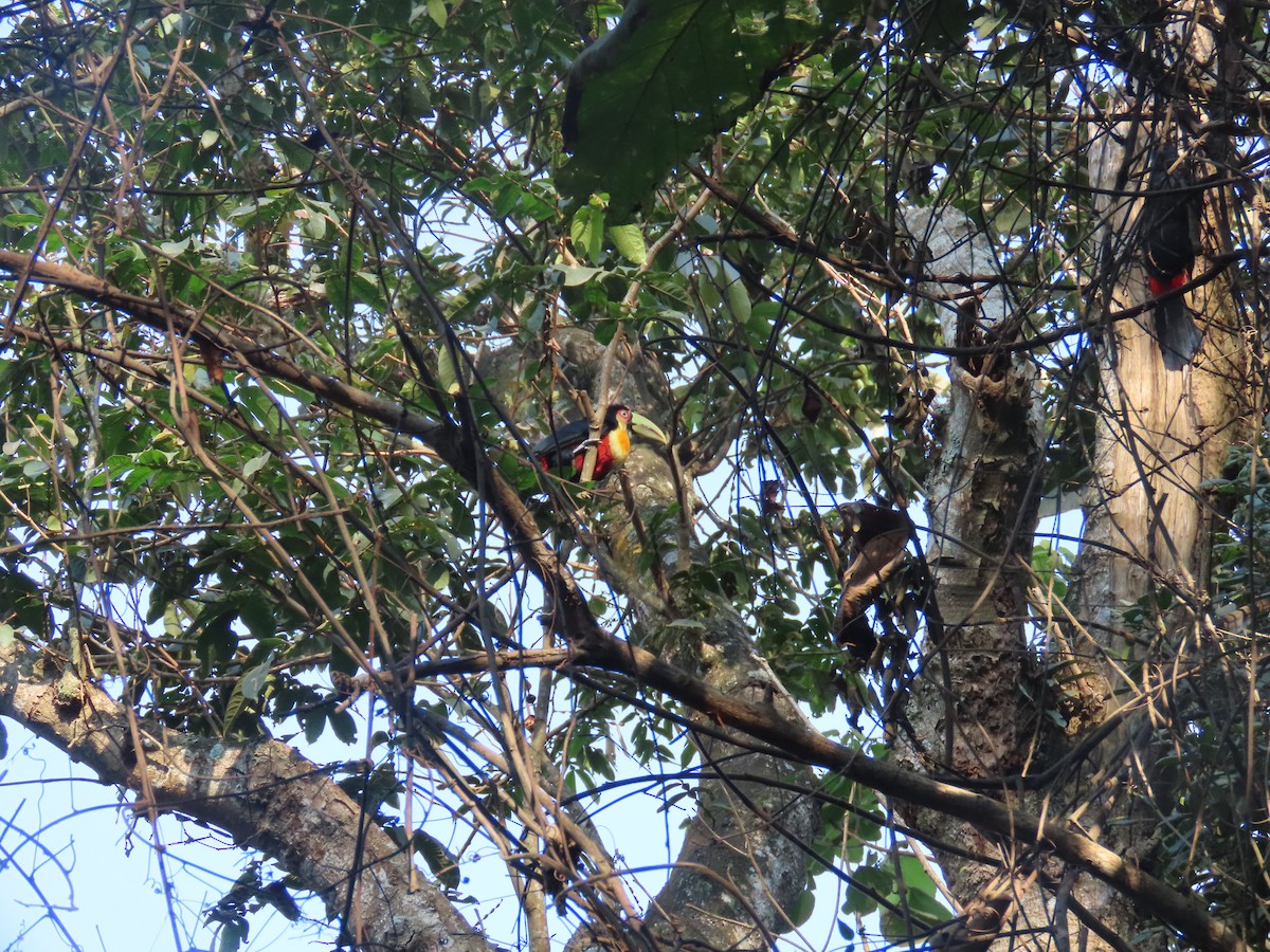 Red-breasted Toucan - ML623516515