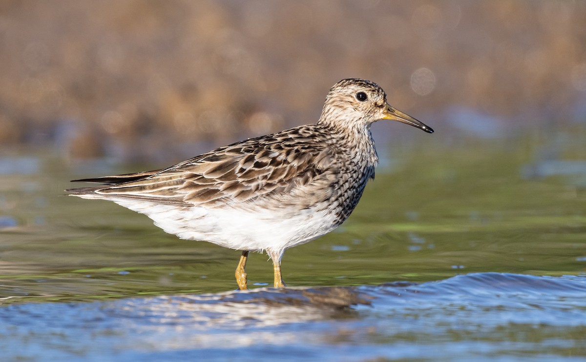 Bécasseau à poitrine cendrée - ML623516550