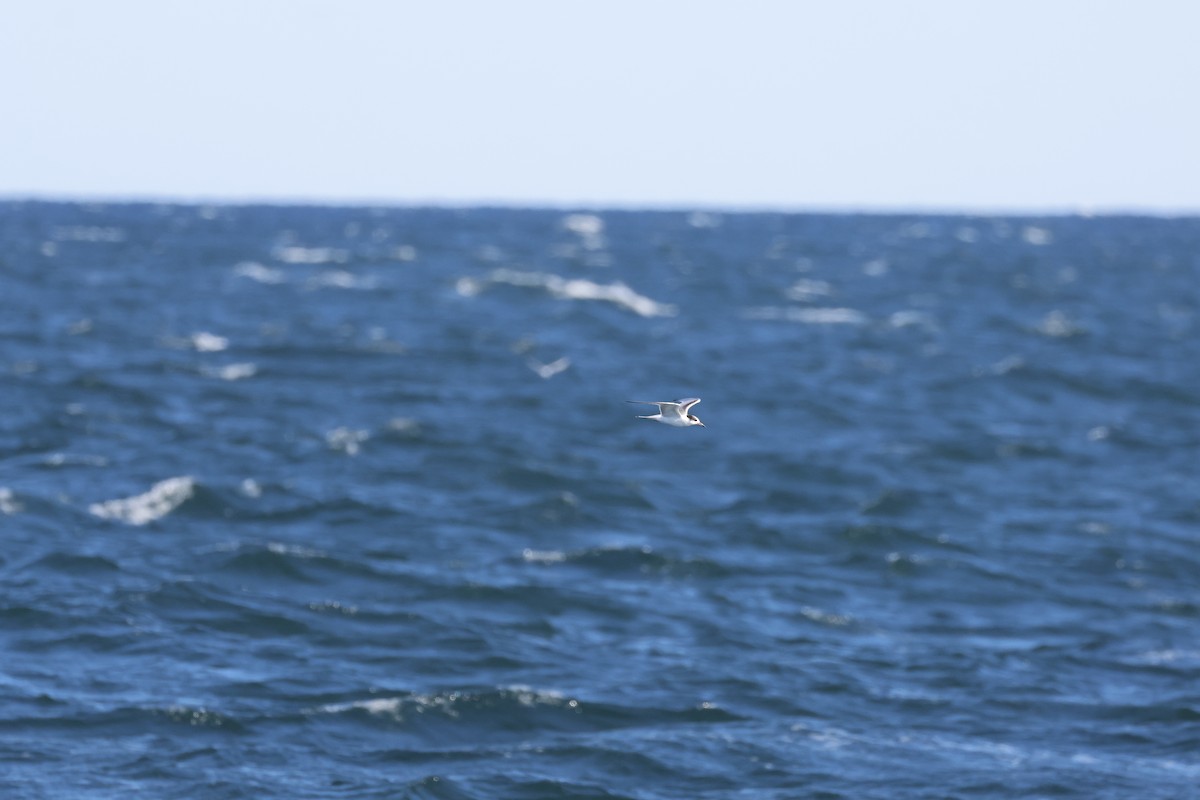 Common Tern - ML623516553