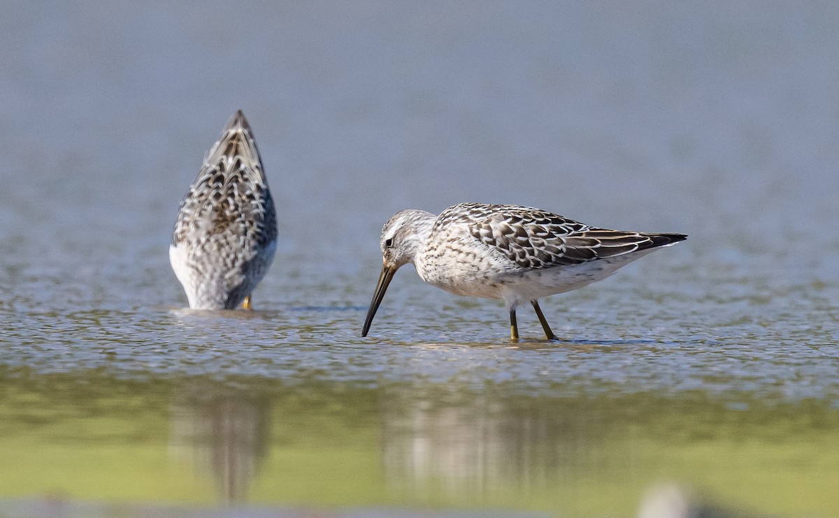 Stilt Sandpiper - ML623516569