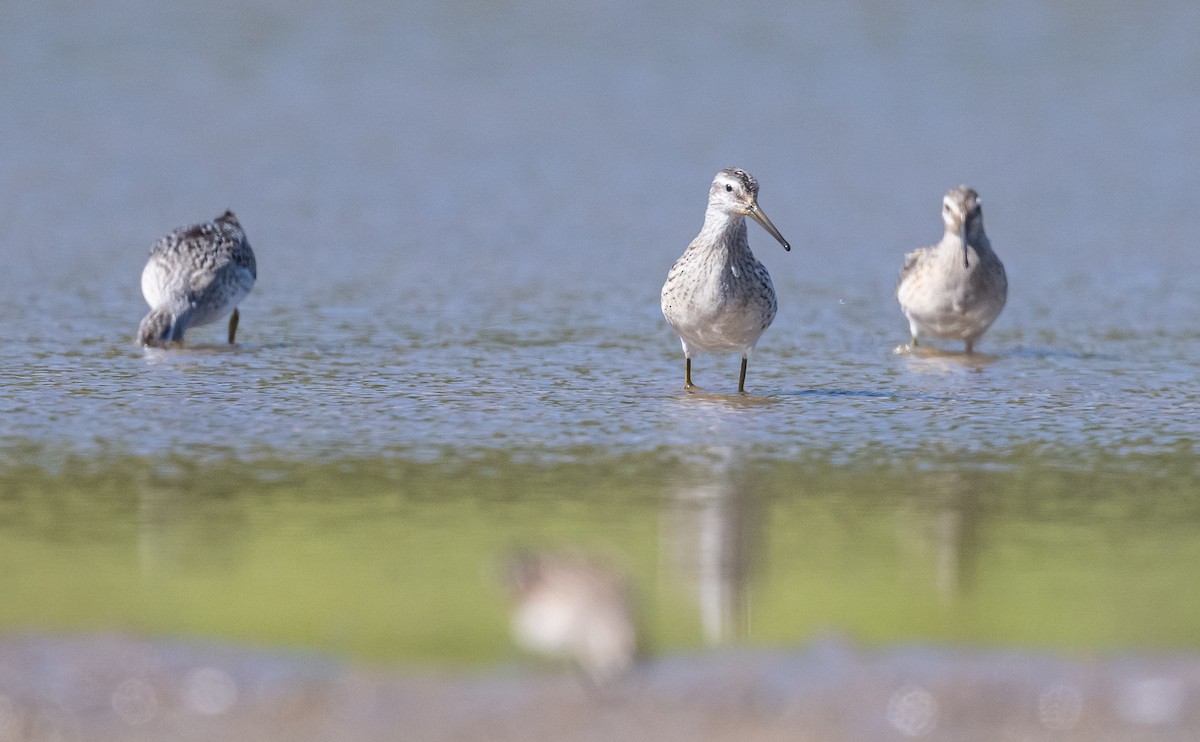 Stilt Sandpiper - ML623516570