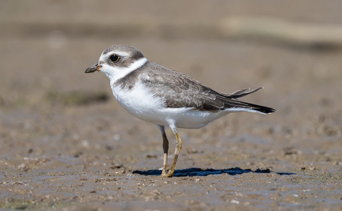 Semipalmated Plover - ML623516586