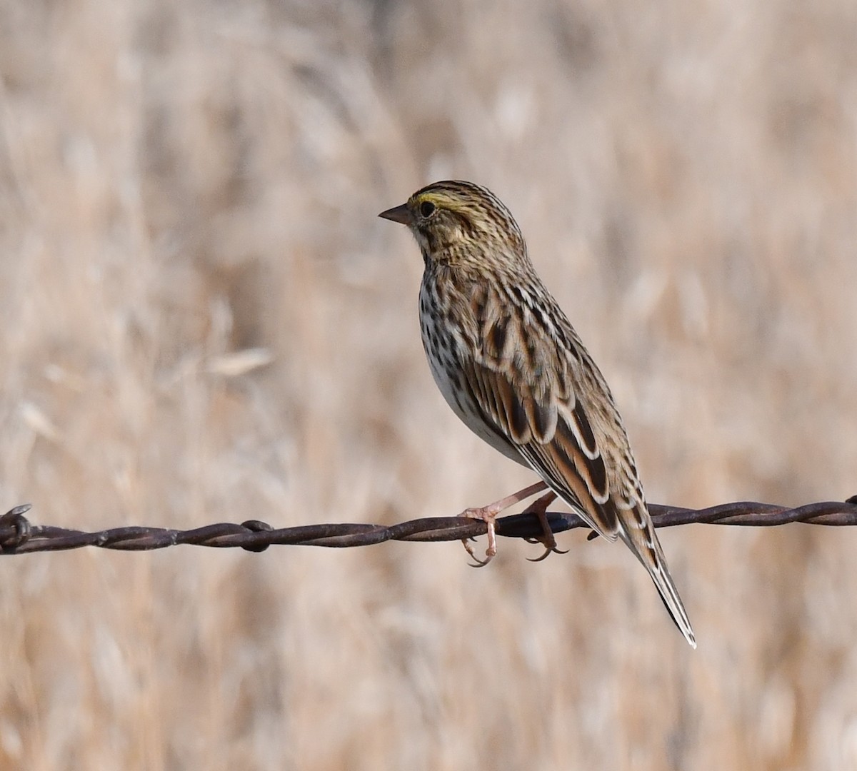 Savannah Sparrow - ML623516664