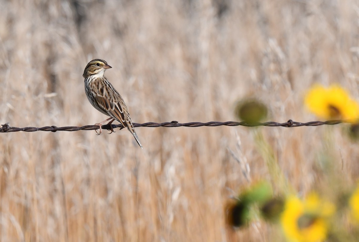 Savannah Sparrow - ML623516665