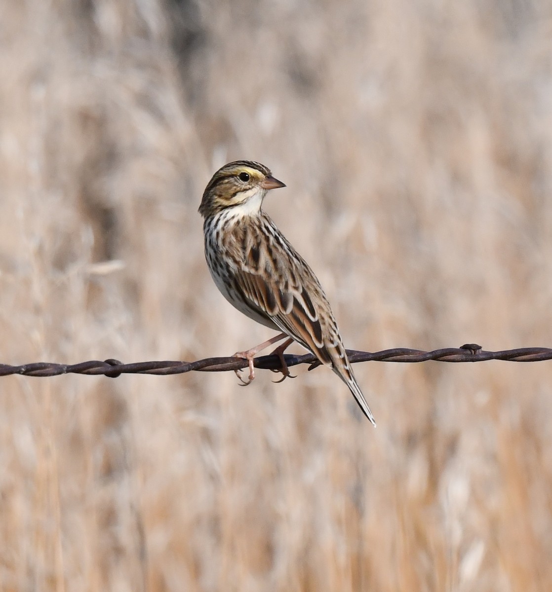 Savannah Sparrow - ML623516668