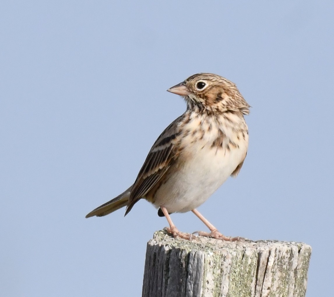 Vesper Sparrow - ML623516675