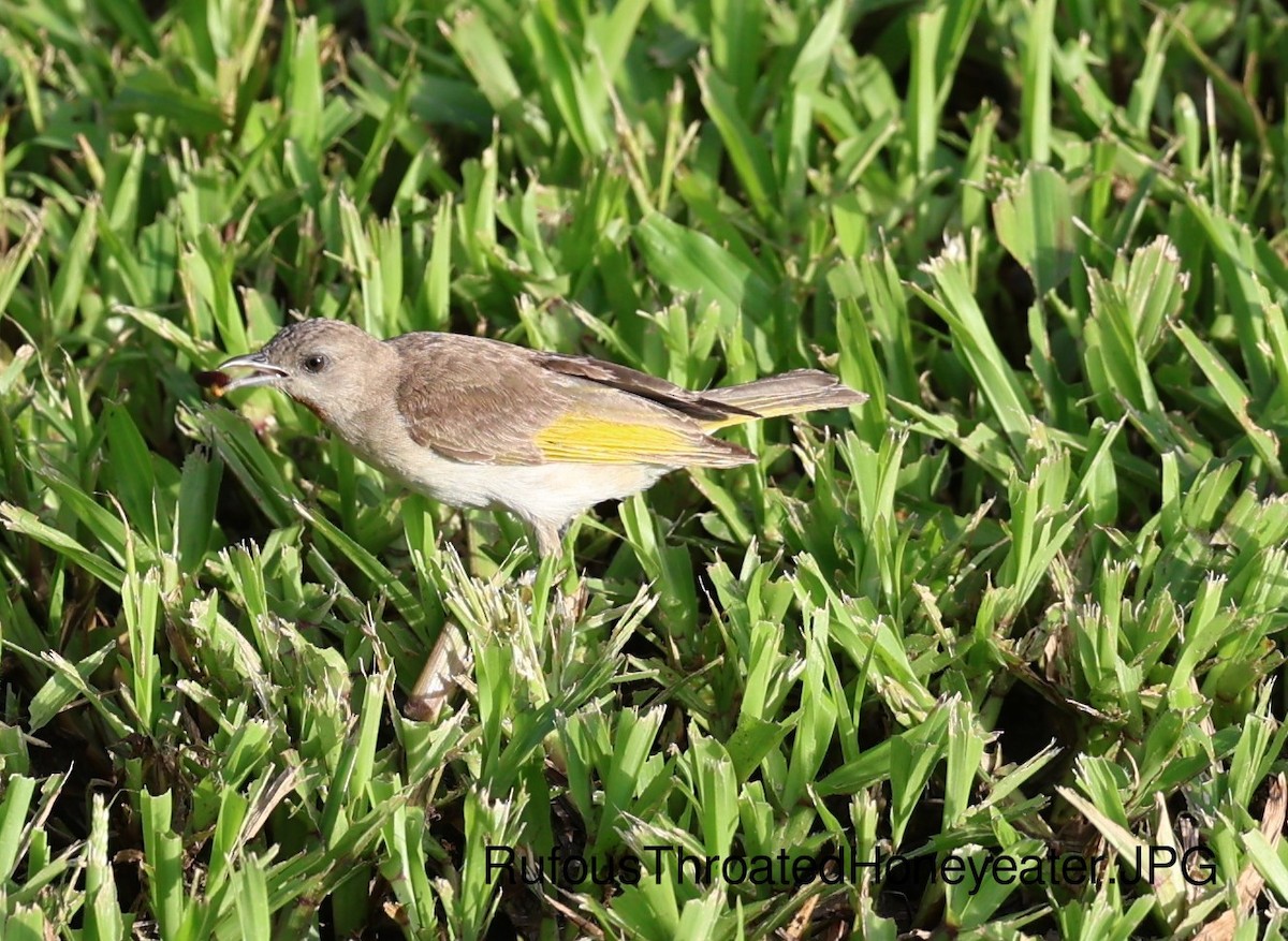 Rufous-throated Honeyeater - ML623516694