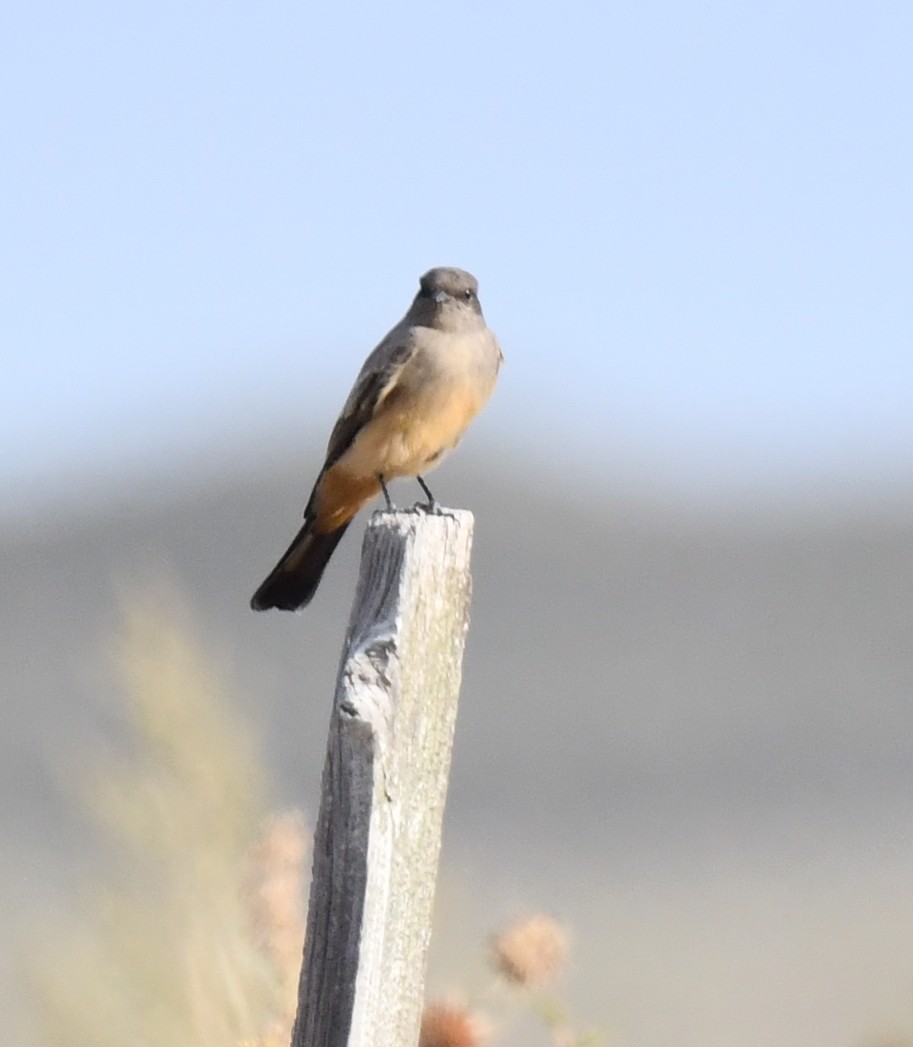 Say's Phoebe - ML623516708