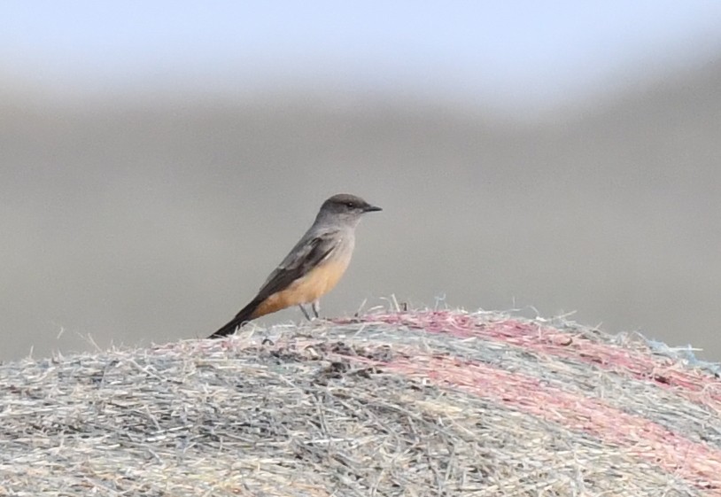 Say's Phoebe - ML623516709