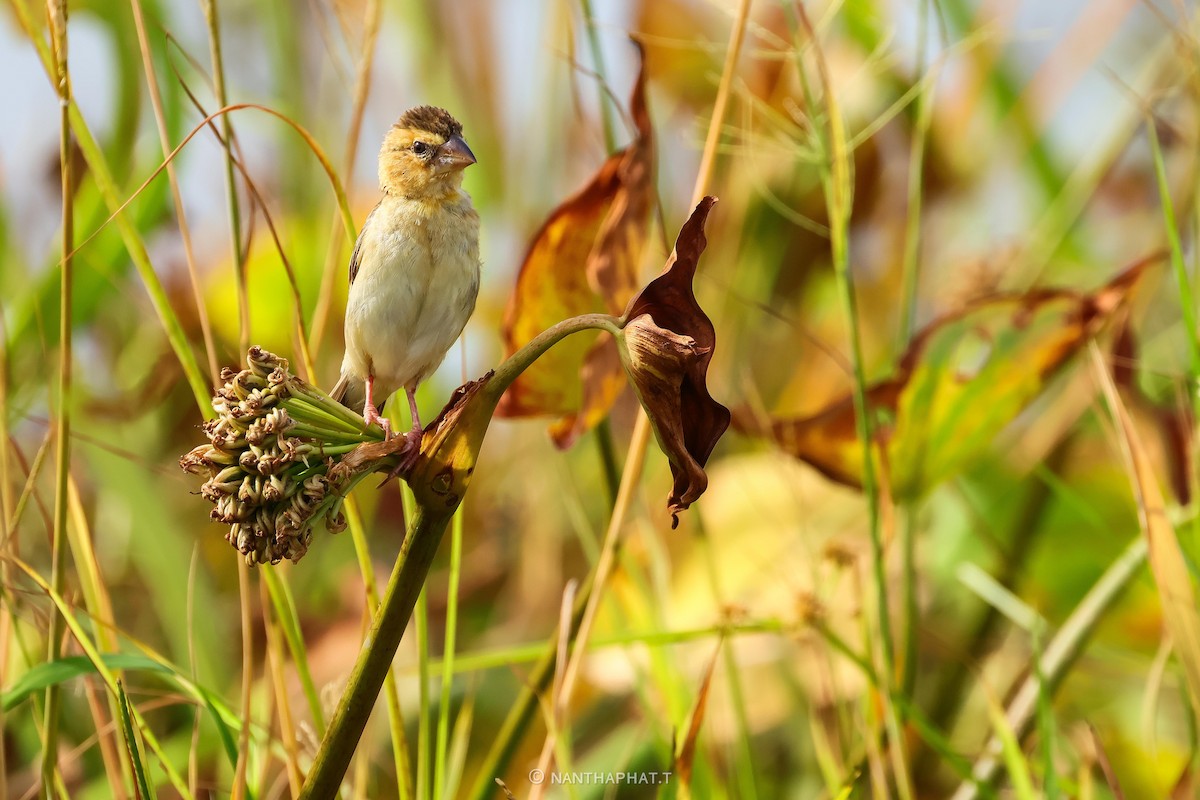 Asian Golden Weaver - ML623516721