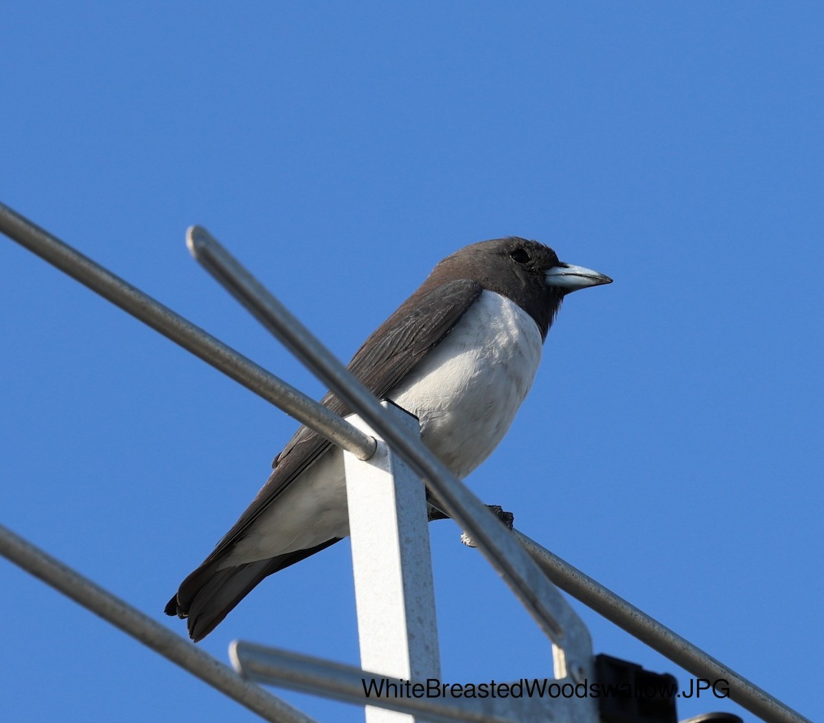 White-breasted Woodswallow - ML623516726
