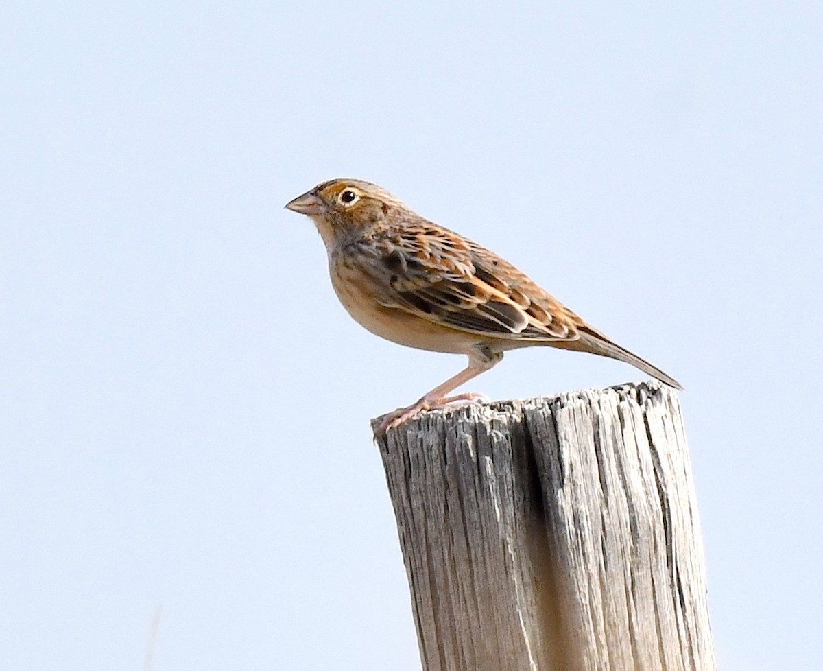 Grasshopper Sparrow - ML623516731