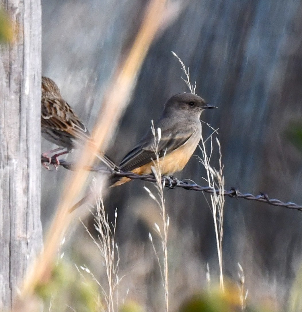 Say's Phoebe - ML623516741