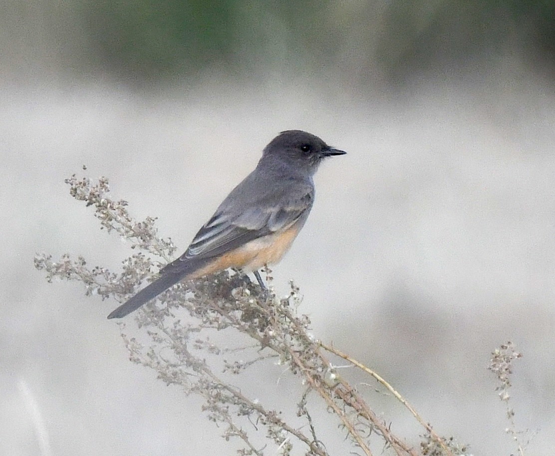 Say's Phoebe - ML623516743