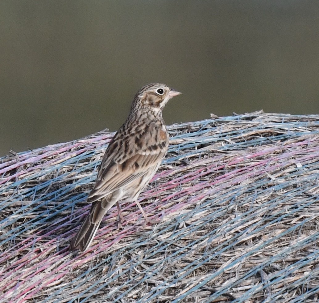 Vesper Sparrow - ML623516753