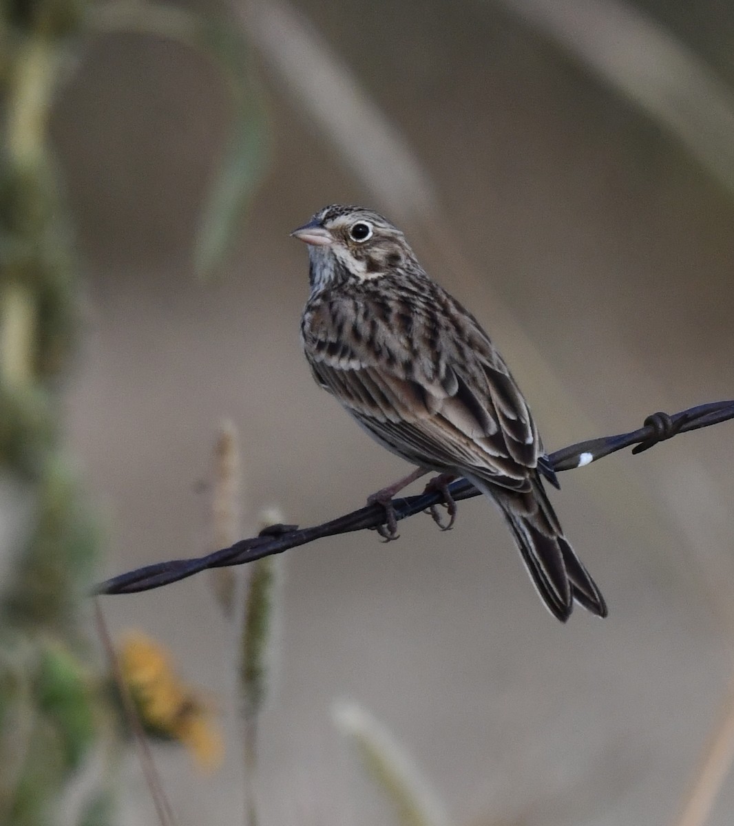 Vesper Sparrow - ML623516754