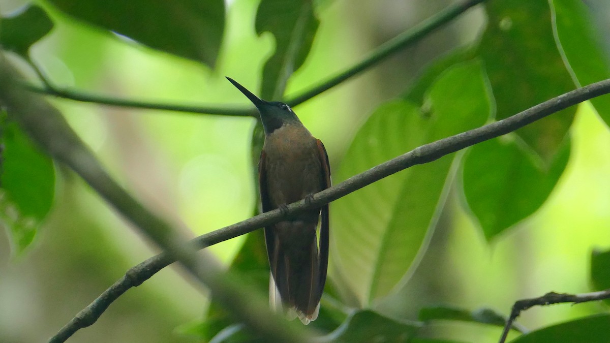 Fawn-breasted Brilliant - ML623516756