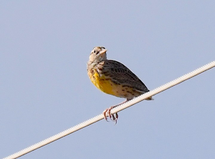 Western Meadowlark - ML623516758