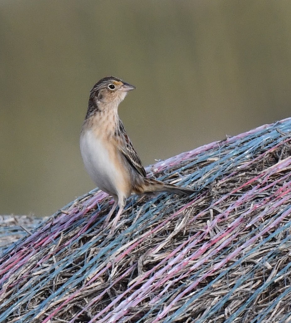 Grasshopper Sparrow - ML623516767