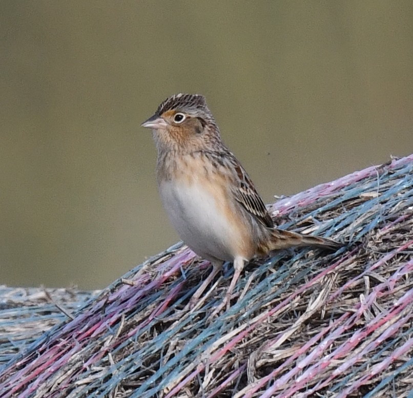 Grasshopper Sparrow - ML623516794