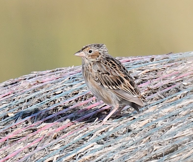 Grasshopper Sparrow - ML623516799