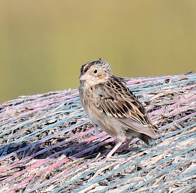 Grasshopper Sparrow - ML623516801