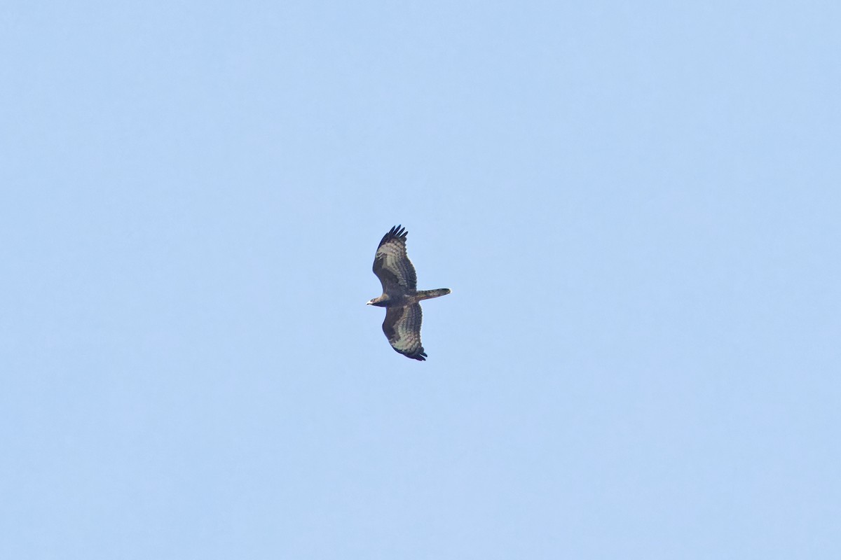 European Honey-buzzard - ML623516815