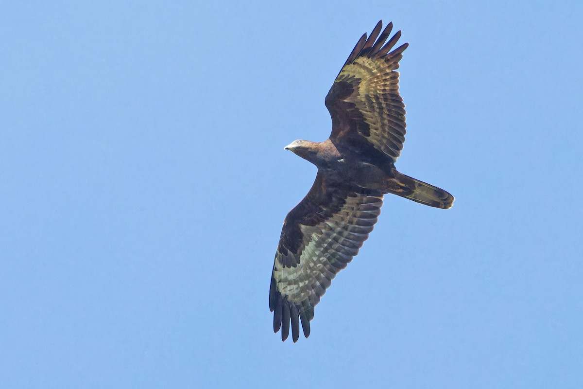 European Honey-buzzard - ML623516817