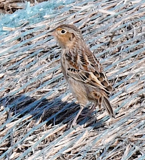 Grasshopper Sparrow - ML623516820