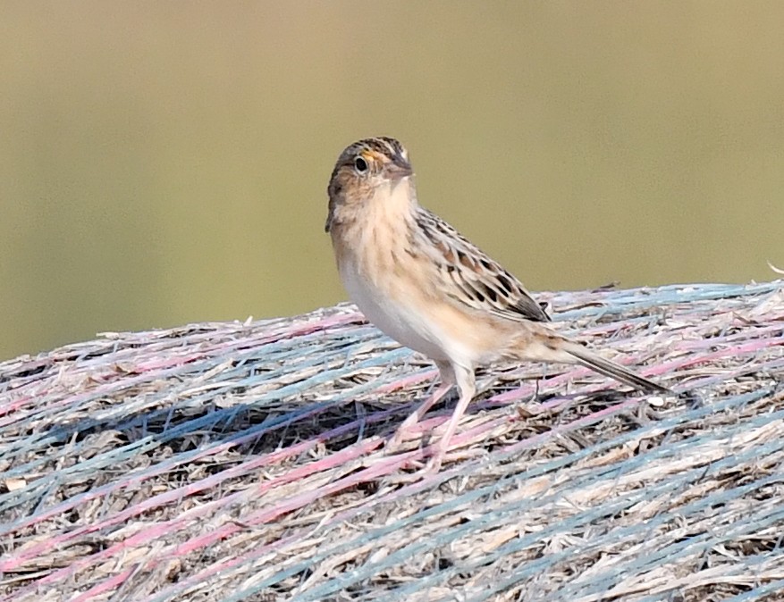 Grasshopper Sparrow - ML623516824