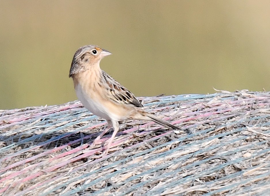 Grasshopper Sparrow - ML623516825