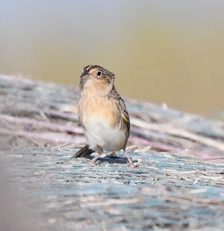 Grasshopper Sparrow - ML623516838