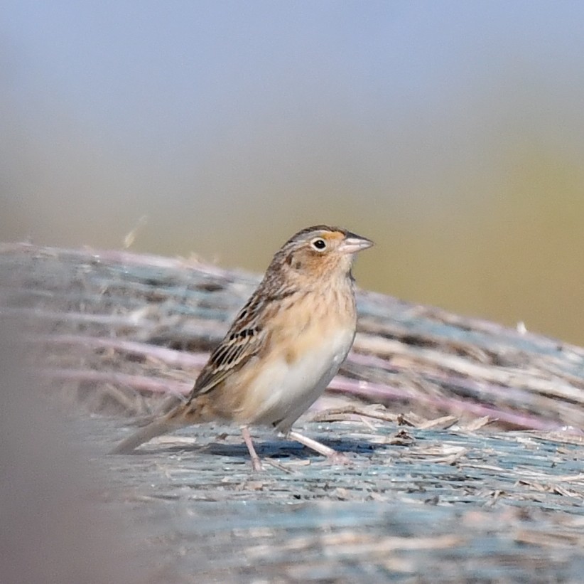 Grasshopper Sparrow - ML623516839