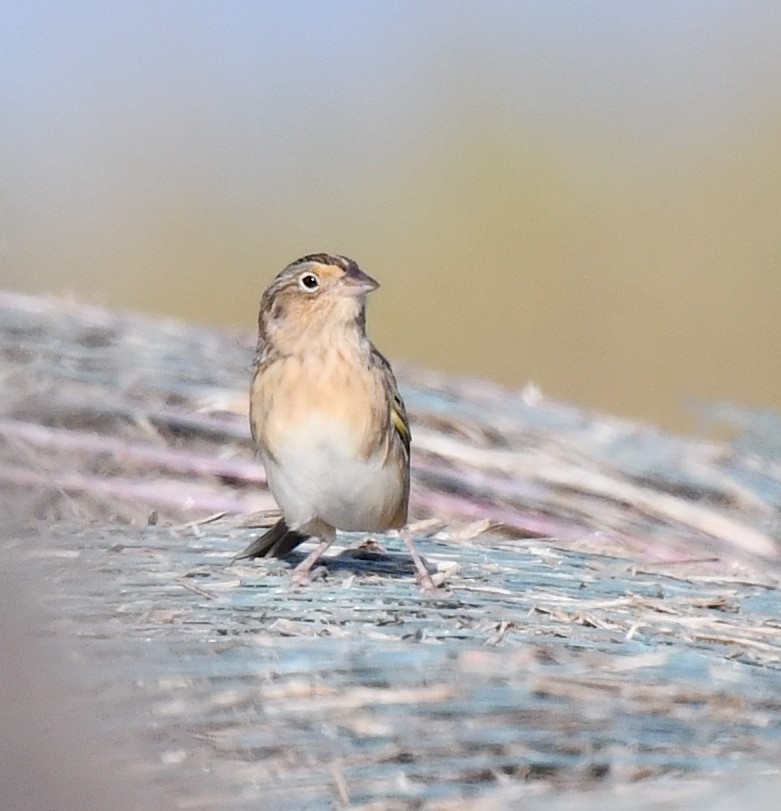 Grasshopper Sparrow - ML623516840