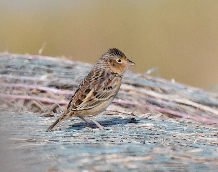 Grasshopper Sparrow - ML623516843