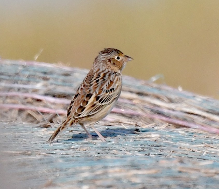 Grasshopper Sparrow - ML623516844