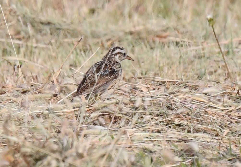 Western Meadowlark - ML623516854