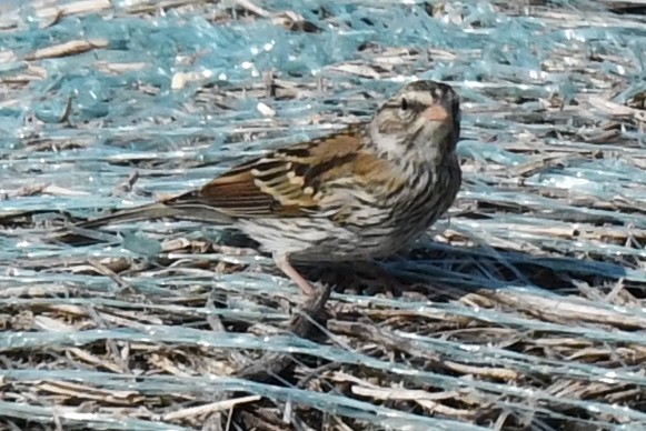 Savannah Sparrow - ML623516877