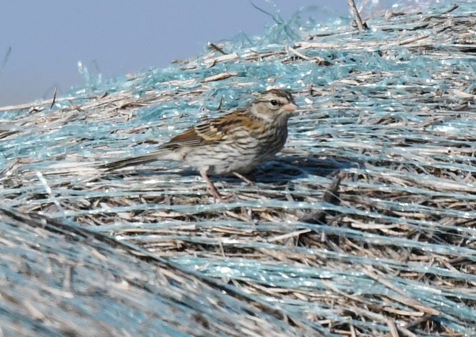 Savannah Sparrow - ML623516878