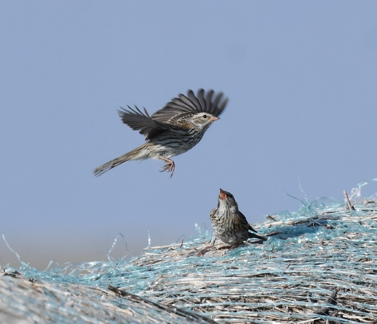 Savannah Sparrow - ML623516879